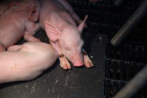 Piglet with sores on their legs - Captured at Walla Farms Piggery, Yarrawalla VIC Australia.