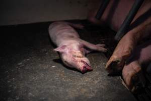 Dead pigelet in farrowing crate - Captured at Walla Farms Piggery, Yarrawalla VIC Australia.