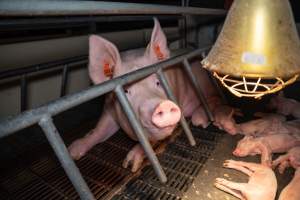 Sow looking through bars of farrowing crate - Captured at Walla Farms Piggery, Yarrawalla VIC Australia.