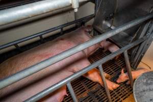 Sow with pressure sore in farrowing crate with piglets - Captured at Walla Farms Piggery, Yarrawalla VIC Australia.