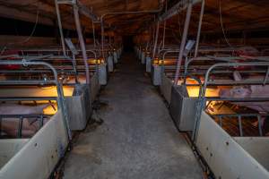 Aisle of farrowing shed - Captured at Walla Farms Piggery, Yarrawalla VIC Australia.