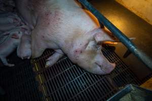 Sow in farrowing crate with piglets - Captured at Walla Farms Piggery, Yarrawalla VIC Australia.