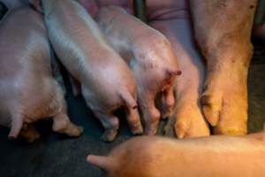 Piglets with freshly cut tails - Captured at Walla Farms Piggery, Yarrawalla VIC Australia.