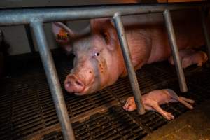 Sow lying next to her dead piglet in farrowing crate - Captured at Walla Farms Piggery, Yarrawalla VIC Australia.