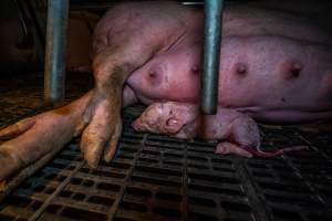 Newborn piglets huddles against their mother in farrowing crate - Captured at Walla Farms Piggery, Yarrawalla VIC Australia.