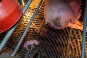 Dead piglet behind sow in farrowing crate - Captured at Walla Farms Piggery, Yarrawalla VIC Australia.