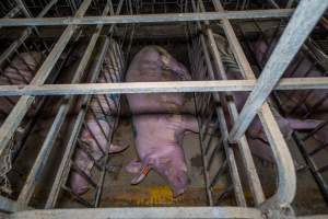 Sows in sow stalls - Captured at Walla Farms Piggery, Yarrawalla VIC Australia.