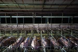 Sows in sow stalls - Captured at Walla Farms Piggery, Yarrawalla VIC Australia.