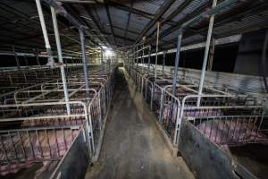 Sows in sow stalls - Captured at Walla Farms Piggery, Yarrawalla VIC Australia.