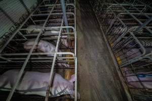 Sows in sow stalls - Captured at Walla Farms Piggery, Yarrawalla VIC Australia.