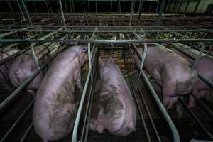 Sows in sow stalls - Captured at Walla Farms Piggery, Yarrawalla VIC Australia.