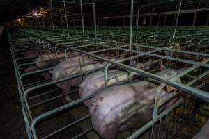 Sows in sow stalls - Captured at Walla Farms Piggery, Yarrawalla VIC Australia.