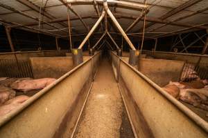 Aisle of grower shed - Captured at Van der Drift & Sons Piggery, Macorna VIC Australia.