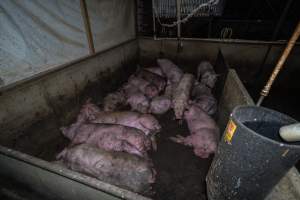 Grower pigs - Captured at Van der Drift & Sons Piggery, Macorna VIC Australia.