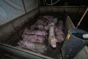 Grower pigs - Captured at Van der Drift & Sons Piggery, Macorna VIC Australia.