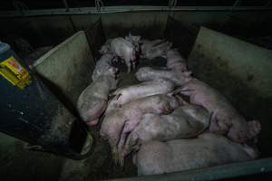 Grower pigs - Captured at Van der Drift & Sons Piggery, Macorna VIC Australia.