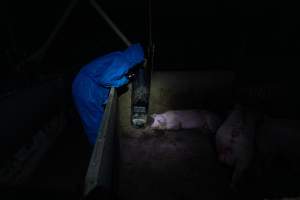 Activist shines light on grower pig in pen - Captured at Van Der Drift & Sons Piggery, Macorna VIC Australia.