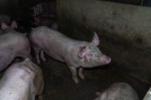 Grower pigs - Captured at Van der Drift & Sons Piggery, Macorna VIC Australia.