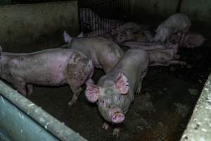 Grower pigs - Captured at Van der Drift & Sons Piggery, Macorna VIC Australia.