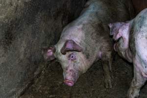 Grower pigs - Captured at Van der Drift & Sons Piggery, Macorna VIC Australia.