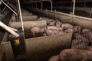 Several pens of grower pigs - Captured at Van der Drift & Sons Piggery, Macorna VIC Australia.