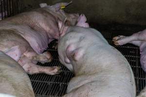 Sow with tumours on her side - Captured at Van Der Drift & Sons Piggery, Macorna VIC Australia.