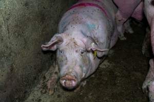 Sow in group housing covered in flies - Captured at Van Der Drift & Sons Piggery, Macorna VIC Australia.