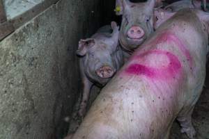 Sows in group housing - Captured at Van Der Drift & Sons Piggery, Macorna VIC Australia.