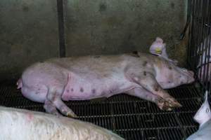 Sow with pressure sore lying on metal grate of group housing pen - Captured at Van Der Drift & Sons Piggery, Macorna VIC Australia.