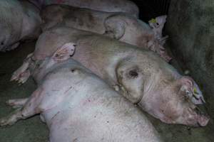 Sow with pressure sore lying amongst others in group housing pen - Captured at Van Der Drift & Sons Piggery, Macorna VIC Australia.