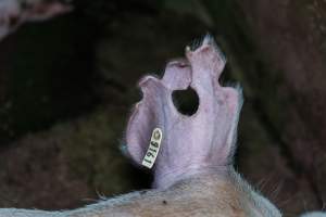 Sow with large chunks cut out of her ears - Captured at Van der Drift & Sons Piggery, Macorna VIC Australia.