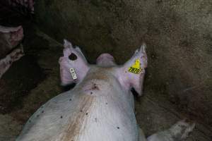 Sow with large chunks cut out of her ears - Captured at Van der Drift & Sons Piggery, Macorna VIC Australia.