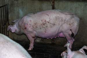 Sow with scratches and wounds from fighting - Captured at Van Der Drift & Sons Piggery, Macorna VIC Australia.