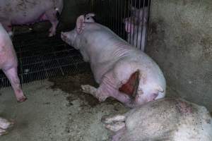 Sow in group housing with large bloody gash on her backside - Captured at Van Der Drift & Sons Piggery, Macorna VIC Australia.