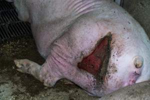 Sow in group housing with large bloody gash on her backside - Captured at Van Der Drift & Sons Piggery, Macorna VIC Australia.