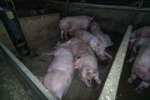 Sows in group housing - Two with pressure sores - Captured at Van Der Drift & Sons Piggery, Macorna VIC Australia.