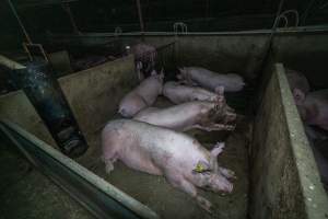 Sows in group housing - Captured at Van Der Drift & Sons Piggery, Macorna VIC Australia.