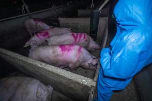 Activist films sows in group housing pen - Captured at Van Der Drift & Sons Piggery, Macorna VIC Australia.