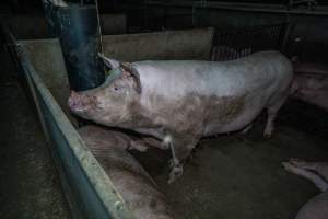 Sows in group housing - Captured at Van Der Drift & Sons Piggery, Macorna VIC Australia.