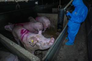 Activist films sows in group housing pen - Captured at Van Der Drift & Sons Piggery, Macorna VIC Australia.