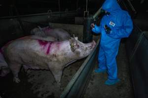 Activist films sows in group housing pen - Captured at Van Der Drift & Sons Piggery, Macorna VIC Australia.