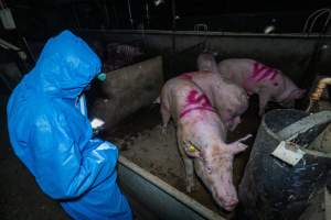 Activist films sows in group housing pen - Captured at Van Der Drift & Sons Piggery, Macorna VIC Australia.