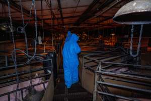 Activists walk down aisle of farrowing shed - Captured at Van Der Drift & Sons Piggery, Macorna VIC Australia.