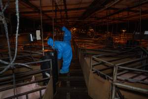 Activists in aisle of farrowing shed - Captured at Van Der Drift & Sons Piggery, Macorna VIC Australia.