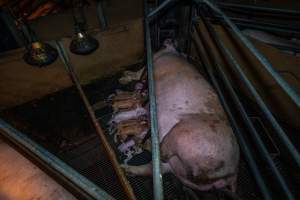 Sow and piglets in farrowing crate - Captured at Van Der Drift & Sons Piggery, Macorna VIC Australia.