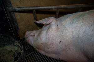 Sow lying on metal grate floor of farrowing crate - Captured at Van Der Drift & Sons Piggery, Macorna VIC Australia.