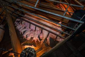 Sow and piglets in farrowing crate - Captured at Van Der Drift & Sons Piggery, Macorna VIC Australia.