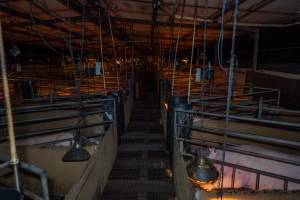 Aisle of farrowing shed - Captured at Van Der Drift & Sons Piggery, Macorna VIC Australia.