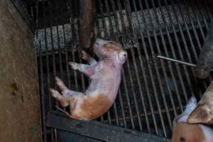 Dead piglet in farrowing crate - Captured at Van Der Drift & Sons Piggery, Macorna VIC Australia.