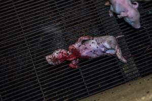 Dead partly-eaten piglet in farrowing crate - Captured at Van Der Drift & Sons Piggery, Macorna VIC Australia.